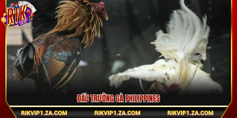 Sới gà chuyên nghiệp Philippines